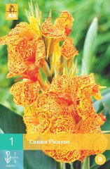 852210/7203 Canna Picasso 1ks