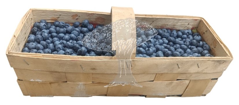 Čerstvé borůvky KANADSKÉ (zahradní) 3kg