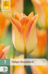 850607/8303 Tulipány Moonblus 7ks