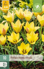 850497/8202 Tulipány botanické žluté 10ks