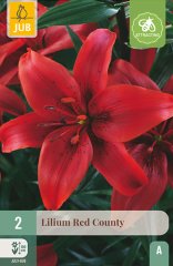 851097/8305 Lilie Red County 2ks