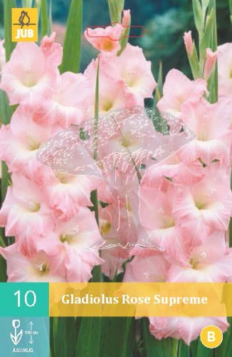 852128/7605 Gladioly Rose Supreme 10ks