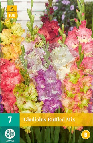 851091/8101 Gladioly třepenité směs 7ks