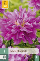 852816/7302 Dahlie Bluetiful 1ks