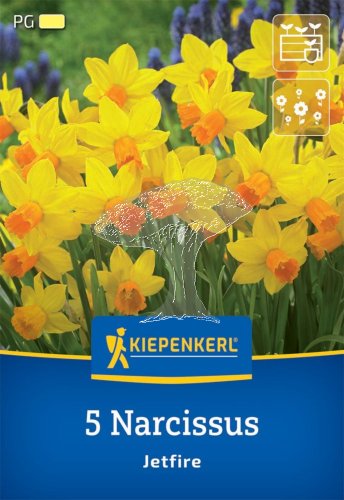 2450012/7704 Narcisy Jetfire 5ks
