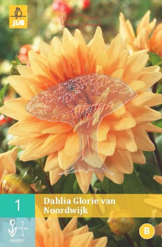 852011/7307 Dahlie Glorie Van Noordwijk 1ks