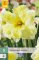 850498/7601 Narcisy Cassata 5ks