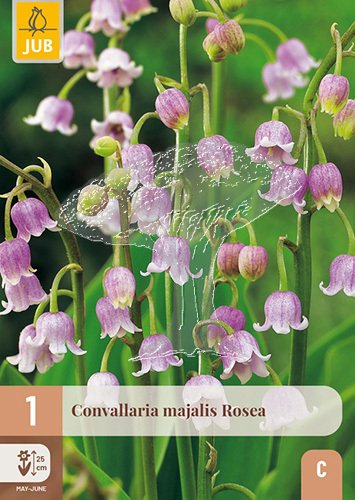 852298/8505 Konvalinka vonná růžová 1ks