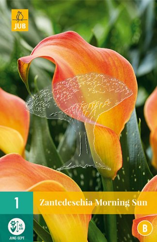 851339/8202 Kala Morning Sun 1ks