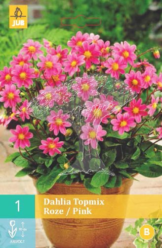 852090/7407 Dahlie Topmix Pink 1ks