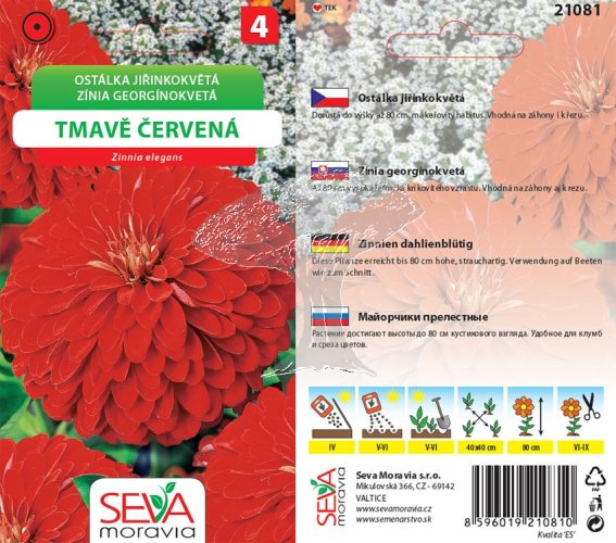 21081 Ostálka jiřinkokvětá Tm. červená 1g / 4211