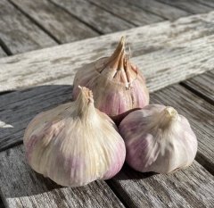 Česnek sadbový Germidour 16palic