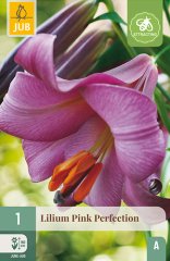 851102/8303 Lilie Pink Perfection 1ks