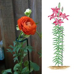 Podpěra rostlin 90 cm širší / CH7136