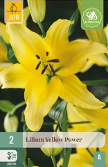 851220/8308 Lilie Yellow Power 2ks