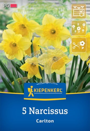 2450000/7604 Narcisy Carlton 5ks