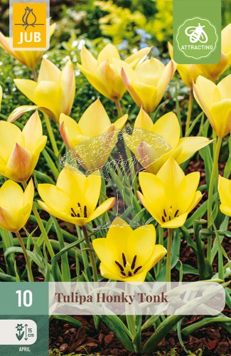 850497/8202 Tulipány botanické žluté 10ks