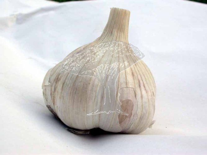Konzumní česnek (pytel 3kg)