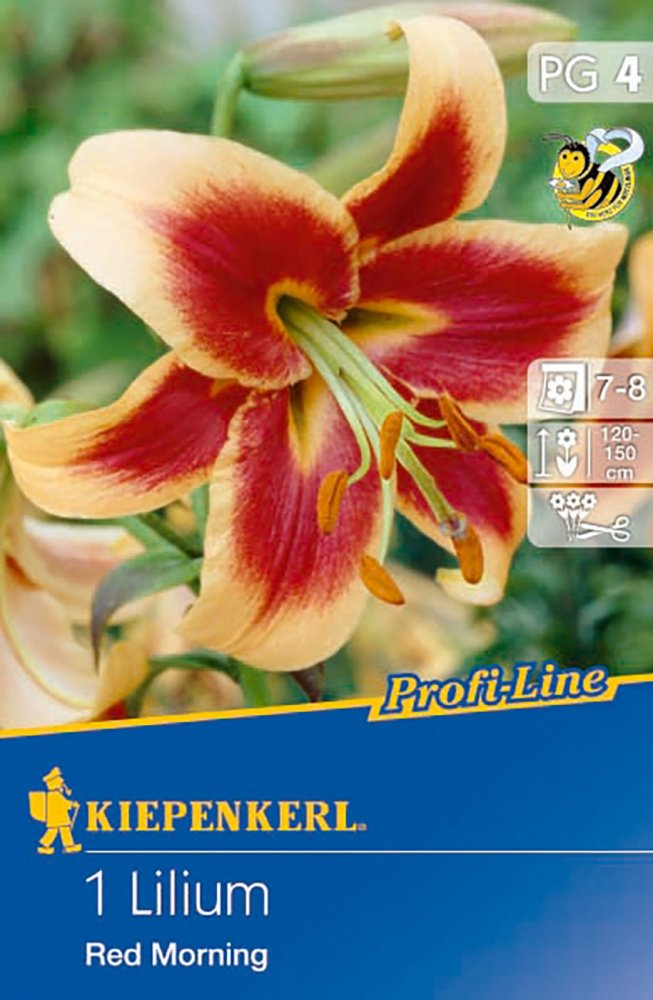 Jarní cibuloviny Kiepenkerl - Skladem