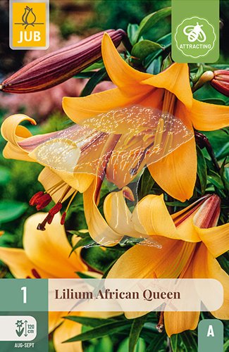 851270/8204 Lilie African Queen 1ks