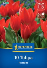 2000051/8405 Tulipány botanické oranžové 10ks