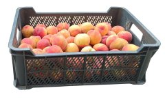 Broskve (přepravka 13kg)