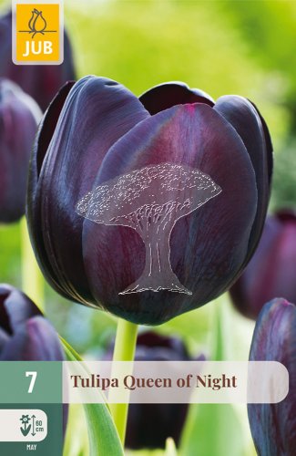 850337/8302 Tulipány Queen of Night 7ks