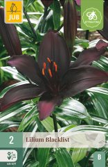 851190/8205 Lilie Blacklist 2ks