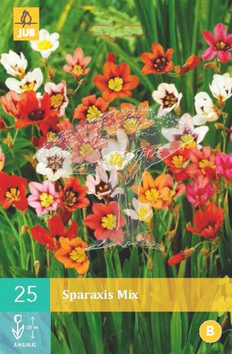 852267/8408 Dřípulka (Sparaxis) směs 25ks